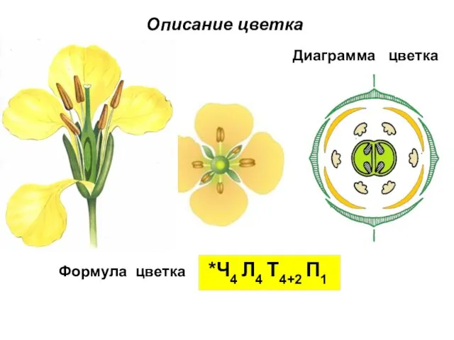 Диаграмма цветка Описание цветка Формула цветка *Ч4 Л4 Т4+2 П1
