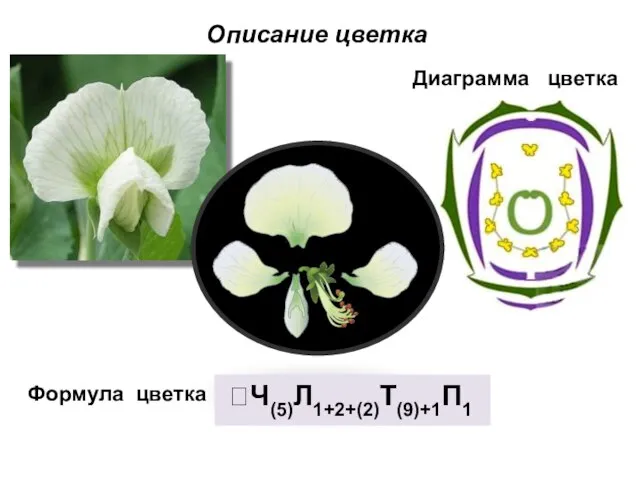 Диаграмма цветка Описание цветка Формула цветка ⭡Ч(5)Л1+2+(2)Т(9)+1П1