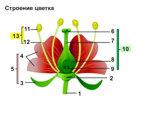 10 13 6 9 8 7 11 Строение цветка 12 1 2 3 4 5