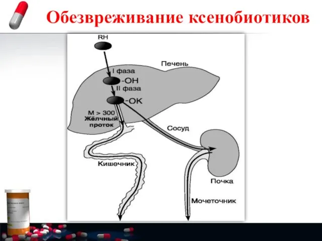 Обезвреживание ксенобиотиков