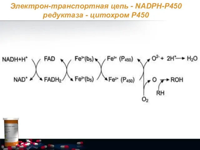 Электрон-транспортная цепь - NADPH-Р450 редуктаза - цитохром Р450