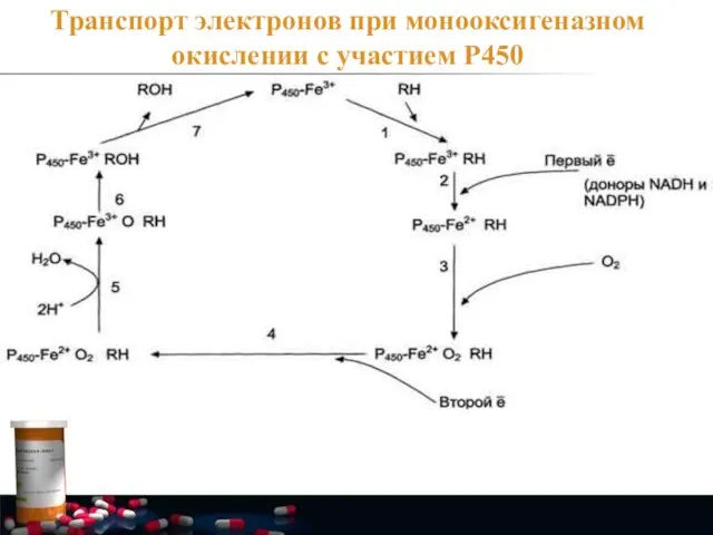 Транспорт электронов при монооксигеназном окислении с участием Р450