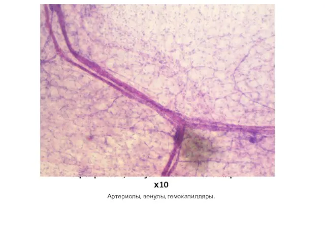 Артериолы, венулы и гемокапилляры – х10 Артериолы, венулы, гемокапилляры.