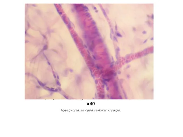 Артериолы, венулы и гемокапилляры – х40 Артериолы, венулы, гемокапилляры.