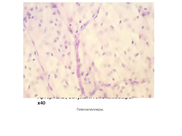 Артериолы, венулы и гемокапилляры – х40 Гемокапилляры.