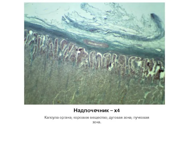 Надпочечник – х4 Капсула органа; корковое вещество; дуговая зона; пучковая зона.