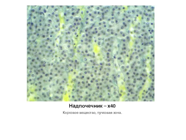 Надпочечник – х40 Корковое вещество, пучковая зона.