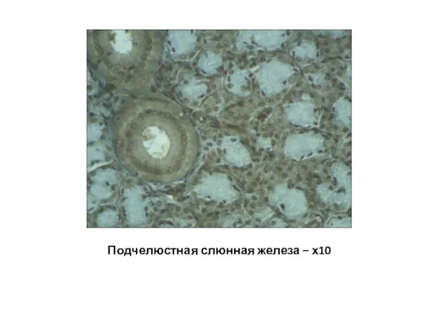 Подчелюстная слюнная железа – х10