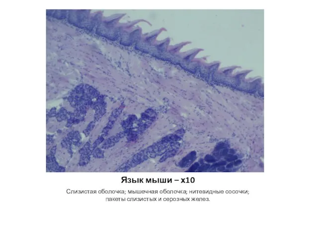 Язык мыши – х10 Слизистая оболочка; мышечная оболочка; нитевидные сосочки; пакеты слизистых и серозных желез.