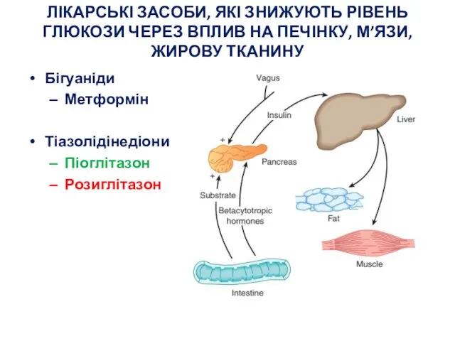 ЛІКАРСЬКІ ЗАСОБИ, ЯКІ ЗНИЖУЮТЬ РІВЕНЬ ГЛЮКОЗИ ЧЕРЕЗ ВПЛИВ НА ПЕЧІНКУ, М’ЯЗИ, ЖИРОВУ