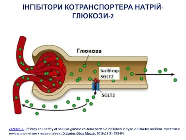 ІНГІБІТОРИ КОТРАНСПОРТЕРА НАТРІЙ-ГЛЮКОЗИ-2 Zaccardi F. Efficacy and safety of sodium-glucose co-transporter-2 inhibitors
