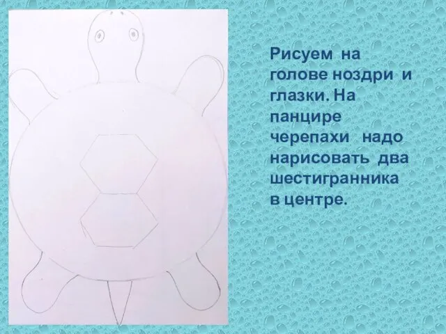 Рисуем на голове ноздри и глазки. На панцире черепахи надо нарисовать два шестигранника в центре.