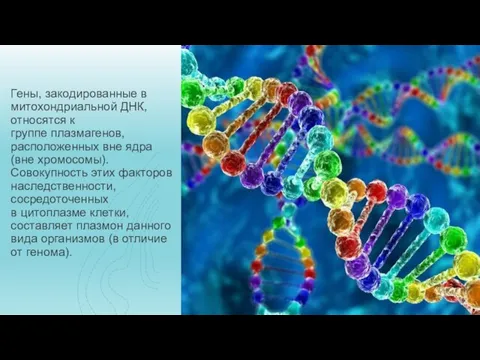 Гены, закодированные в митохондриальной ДНК, относятся к группе плазмагенов, расположенных вне ядра