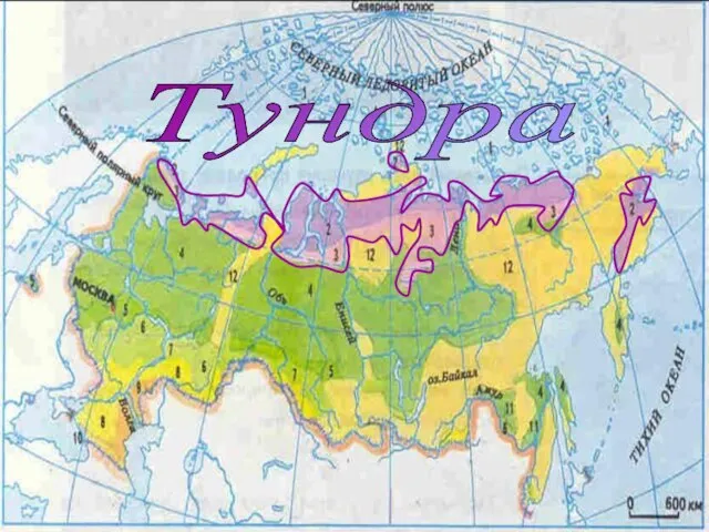 Тундра