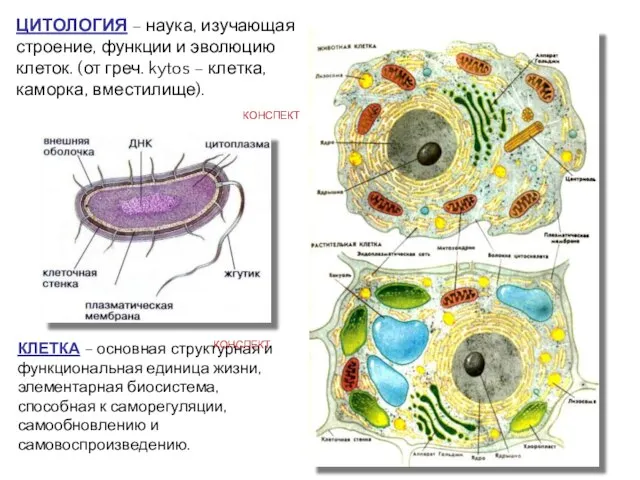 ЦИТОЛОГИЯ – наука, изучающая строение, функции и эволюцию клеток. (от греч. kytos