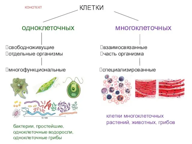 КЛЕТКИ одноклеточных многоклеточных свободноживущие отдельные организмы взаимосвязанные часть организма многофункциональные специализированные бактерии,