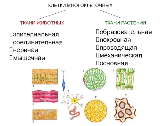 КЛЕТКИ МНОГОКЛЕТОЧНЫХ ТКАНИ ЖИВОТНЫХ ТКАНИ РАСТЕНИЙ эпителиальная соединительная нервная мышечная образовательная покровная проводящая механическая основная