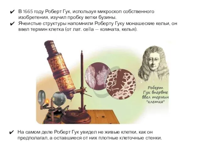 В 1665 году Роберт Гук, используя микроскоп собственного изобретения, изучил пробку ветки