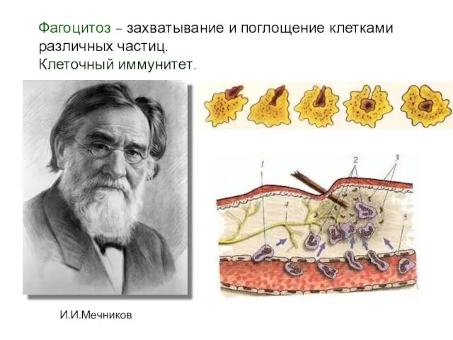 Фагоцитоз – захватывание и поглощение клетками различных частиц. Клеточный иммунитет. И.И.Мечников