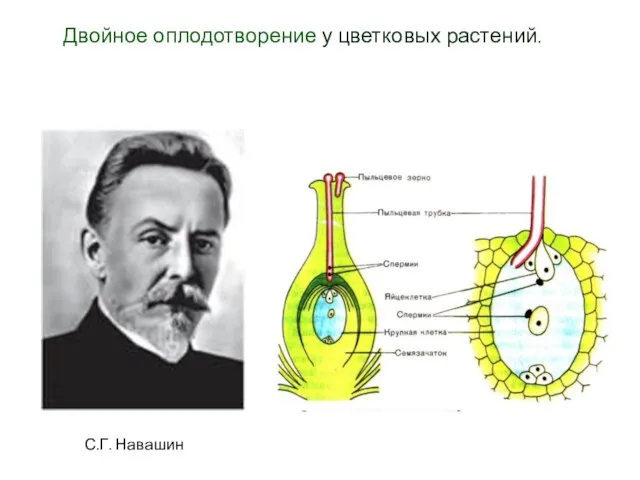 Двойное оплодотворение у цветковых растений. С.Г. Навашин