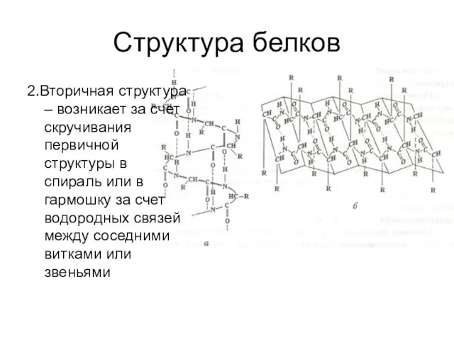 Структура белков 2.Вторичная структура – возникает за счет скручивания первичной структуры в