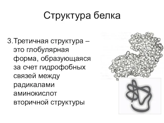 Структура белка 3.Третичная структура – это глобулярная форма, образующаяся за счет гидрофобных