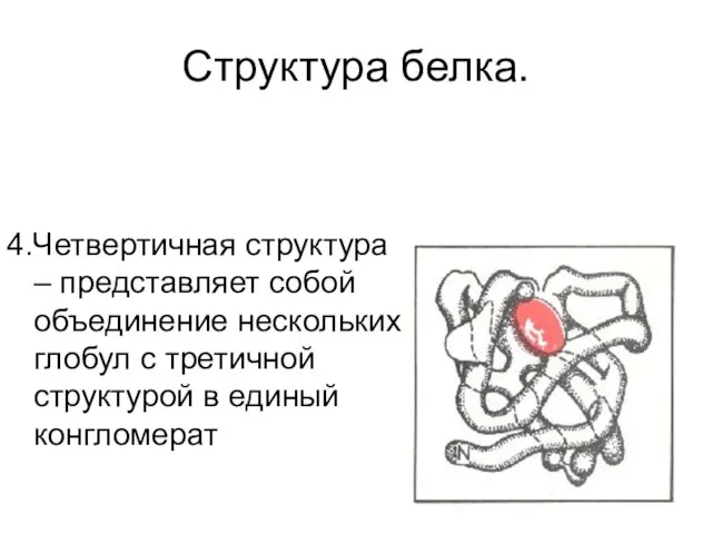Структура белка. 4.Четвертичная структура – представляет собой объединение нескольких глобул с третичной структурой в единый конгломерат