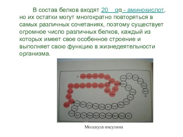 В состав белков входят 20 αα - аминокислот, но их остатки могут