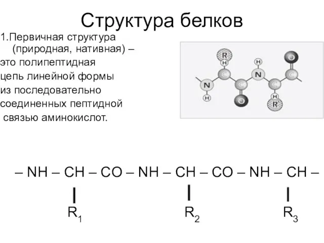 Структура белков 1.Первичная структура (природная, нативная) – это полипептидная цепь линейной формы