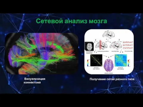 Сетевой анализ мозга Визуализация коннектома Получение сетей разного типа