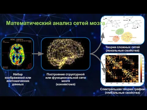 Набор изображений или анатомических данных Построение структурной или функциональной сети мозга (коннектома)