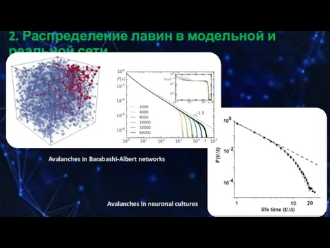 2. Распределение лавин в модельной и реальной сети Avalanches in Barabashi-Albert networks Avalanches in neuronal cultures