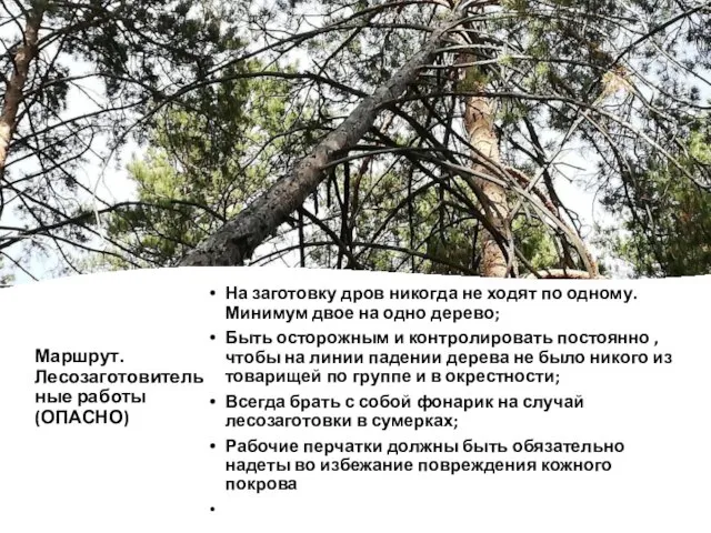 Маршрут. Лесозаготовительные работы (ОПАСНО) На заготовку дров никогда не ходят по одному.