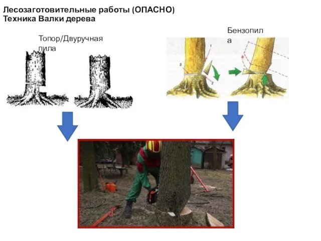 Лесозаготовительные работы (ОПАСНО) Техника Валки дерева Топор/Двуручная пила Бензопила