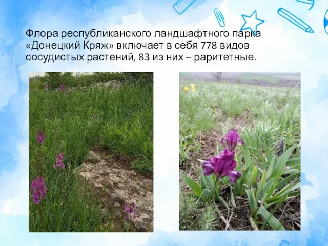 Флора республиканского ландшафтного парка «Донецкий Кряж» включает в себя 778 видов сосудистых