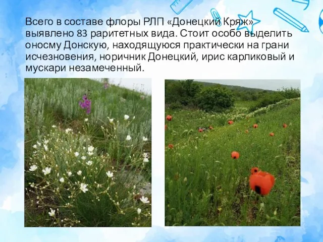Всего в составе флоры РЛП «Донецкий Кряж» выявлено 83 раритетных вида. Стоит