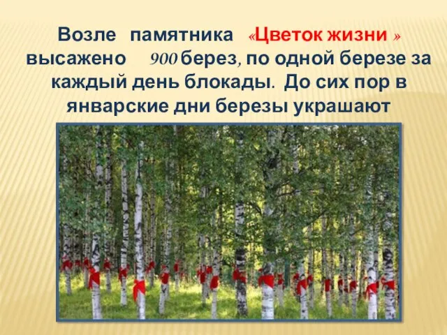 Возле памятника «Цветок жизни » высажено 900 берез, по одной березе за