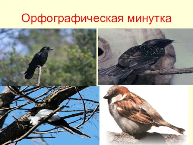 Орфографическая минутка