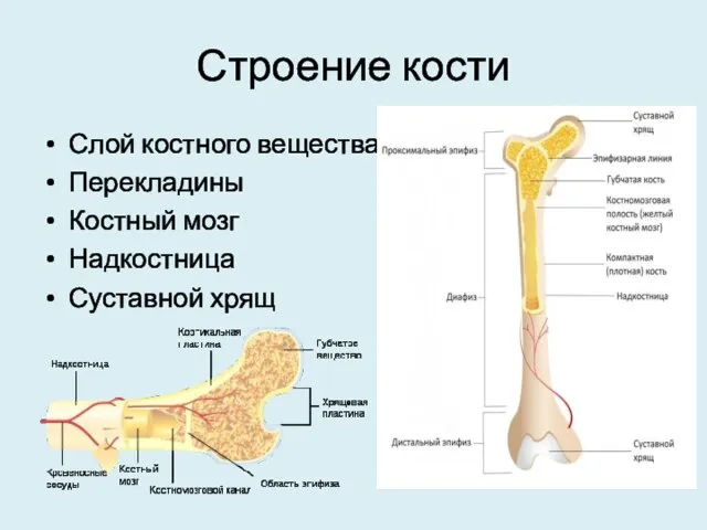 Строение кости Слой костного вещества Перекладины Костный мозг Надкостница Суставной хрящ
