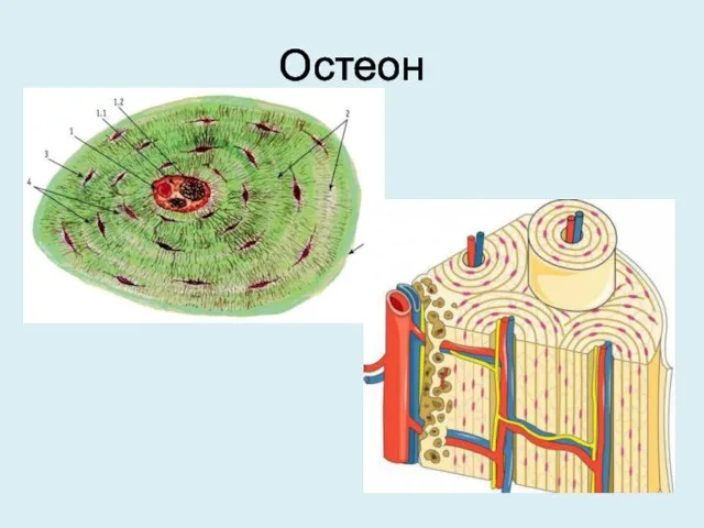 Остеон