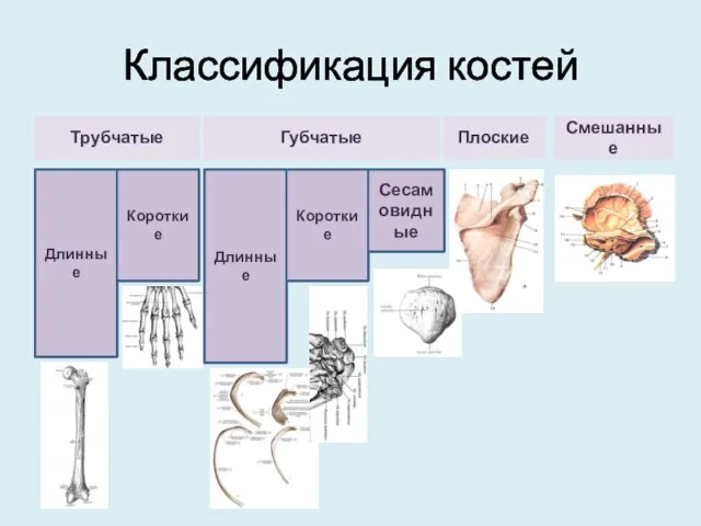 Классификация костей Трубчатые Губчатые Плоские Смешанные Длинные Короткие Длинные Короткие Сесамовидные