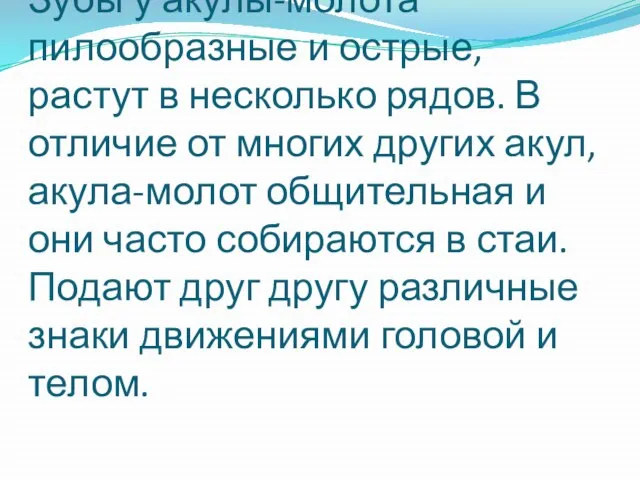 Зубы у акулы-молота пилообразные и острые, растут в несколько рядов. В отличие