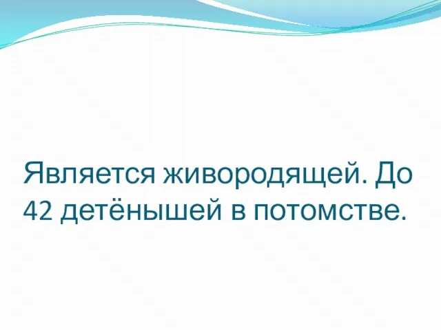 Является живородящей. До 42 детёнышей в потомстве.