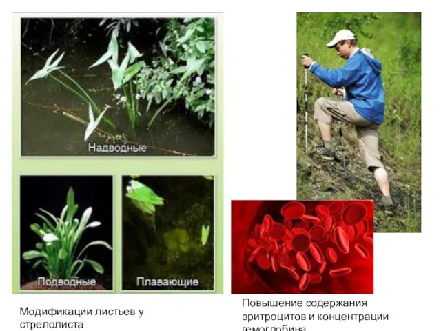Модификации листьев у стрелолиста Повышение содержания эритроцитов и концентрации гемоглобина
