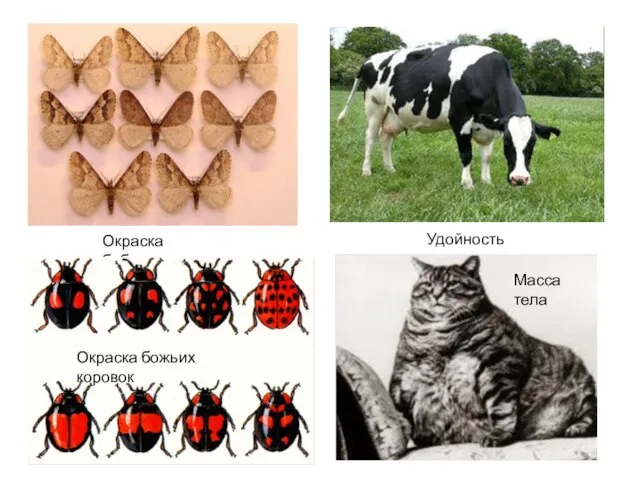 Окраска бабочек Удойность коров Масса тела Окраска божьих коровок