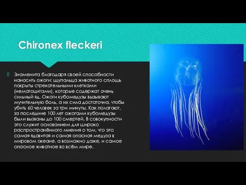 Chironex fleckeri Знаменита благодаря своей способности наносить ожоги; щупальца животного сплошь покрыты