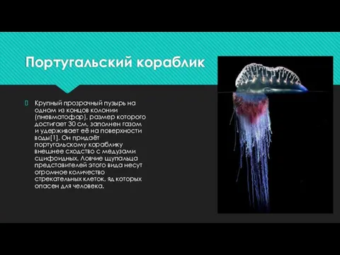 Португальский кораблик Крупный прозрачный пузырь на одном из концов колонии (пневматофор), размер