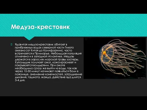 Медуза-крестовик Ядовитая медуза-крестовик обитает в прибрежных водах северной части Тихого океана (от