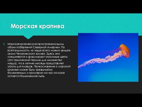 Морская крапива Морская крапива распространена вдоль обоих побережий Северной Америки. По всей