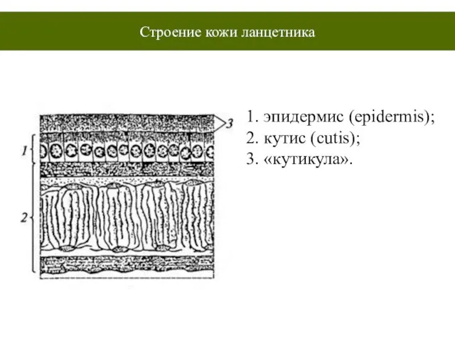 1. эпидермис (epidermis); 2. кутис (cutis); 3. «кутикула». Строение кожи ланцетника